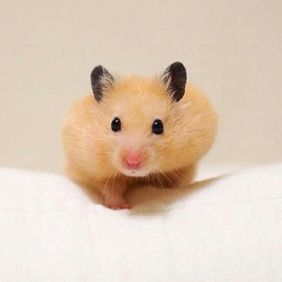 hamster